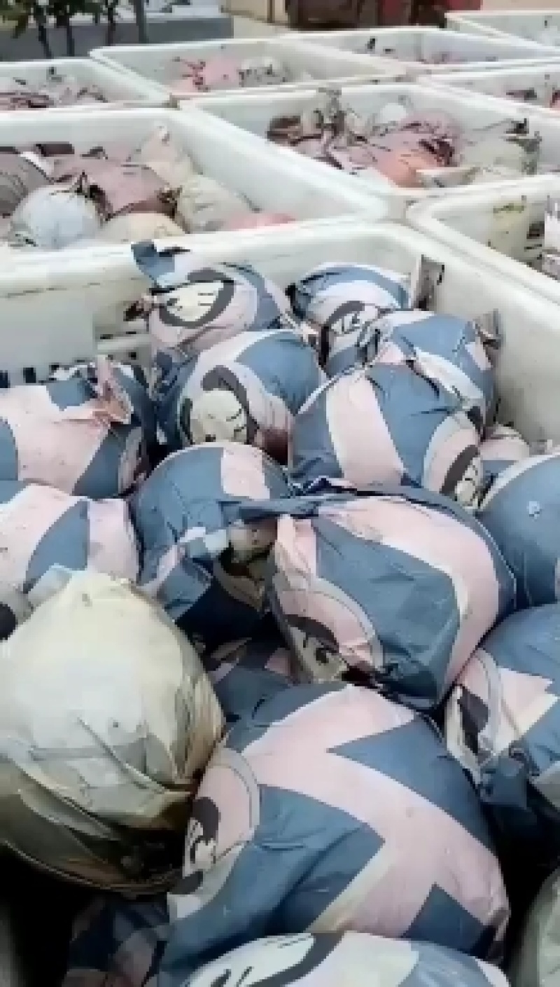 精选丰水梨脆甜爽口5斤全国包邮一件代发
