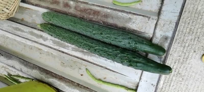 青黄瓜