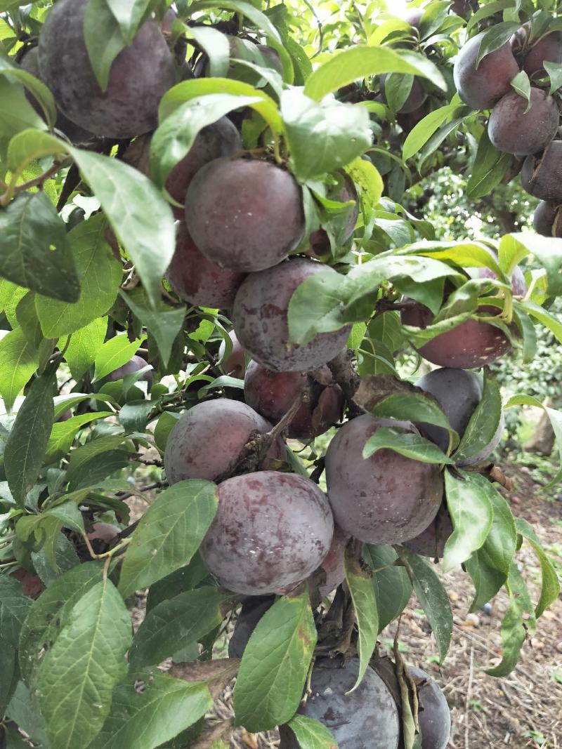 黑布林李子