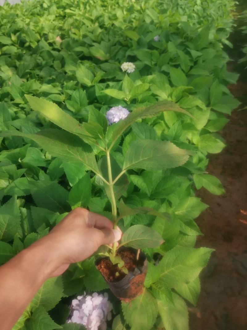 绣球花，无尽夏，地被小袋苗，室外种植，可调蓝