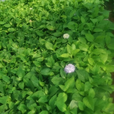绣球花，无尽夏，地被小袋苗，室外种植，可调蓝
