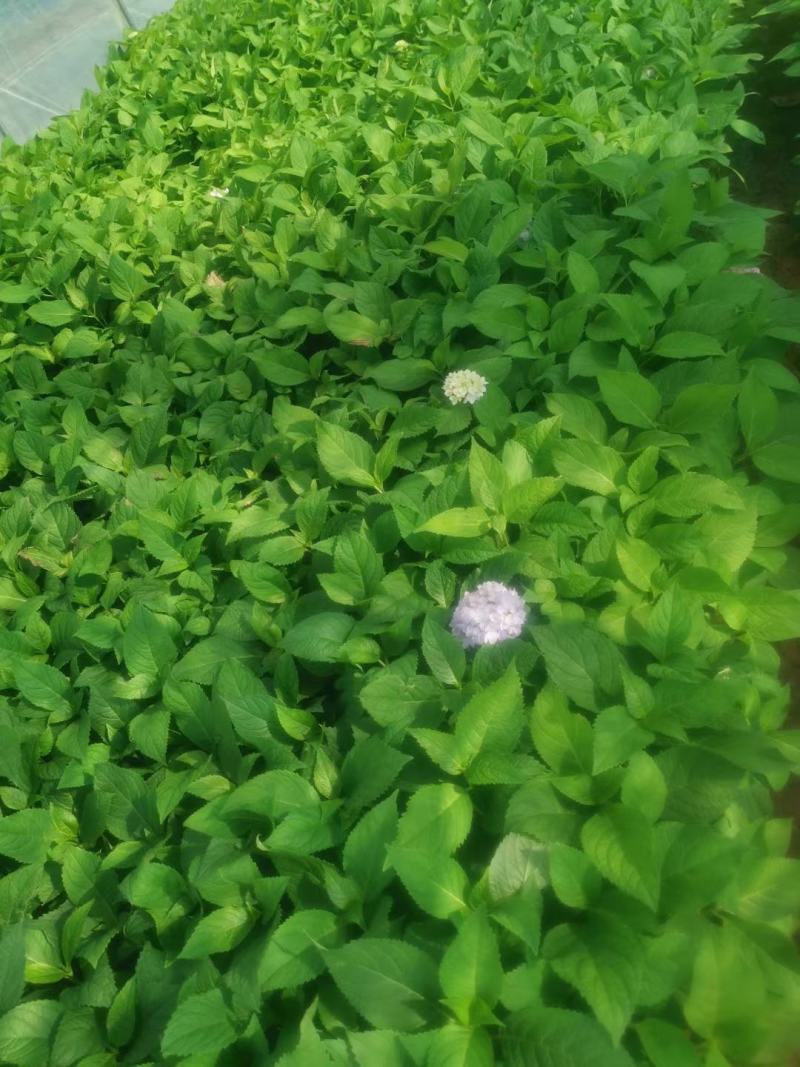 绣球花，无尽夏，地被小袋苗，室外种植，可调蓝