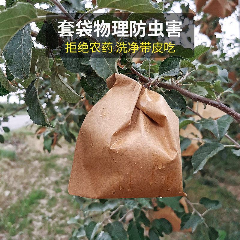 【好果超划算】洛川红富士苹果脆甜多汁当季一件代发批发