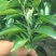 黄美人柑橘苗，糖度高，易薄皮，好管理。