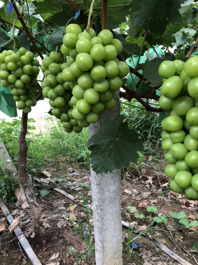 湖南澧县阳光玫瑰葡萄产地直销大量上市品质优货源稳定