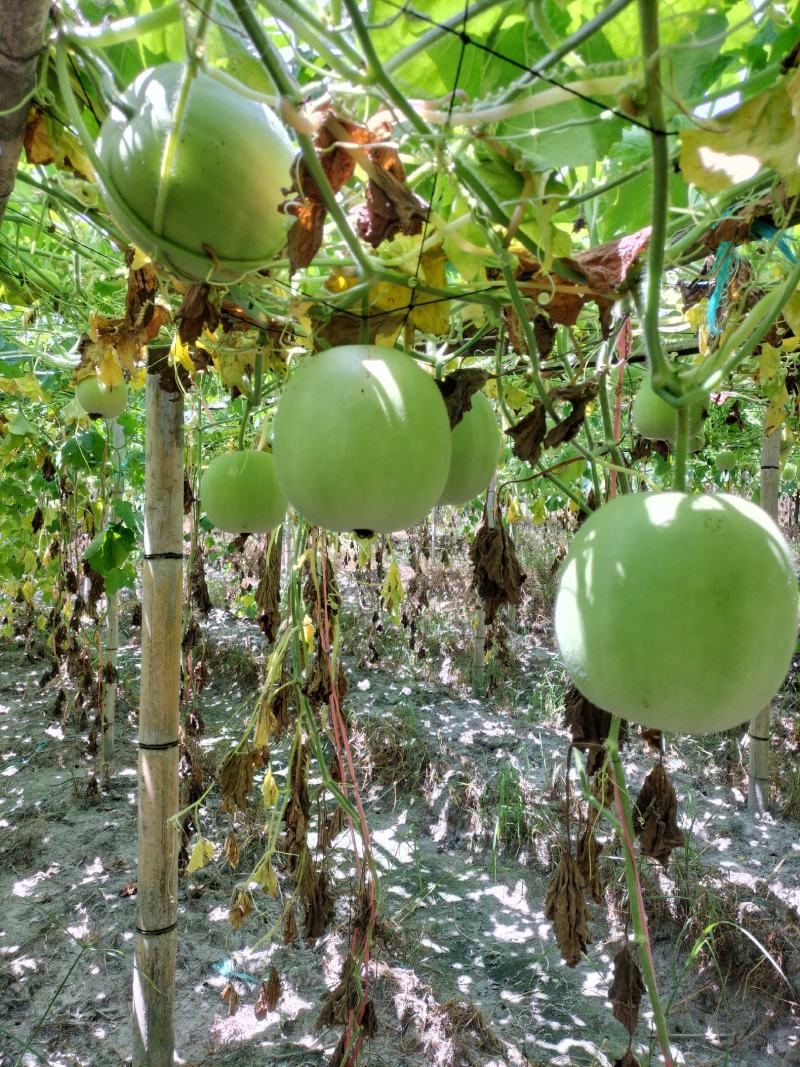 【芋香冬瓜】大量上市中诚信经营可视频