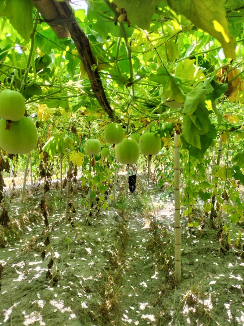 【芋香冬瓜】大量上市中诚信经营可视频