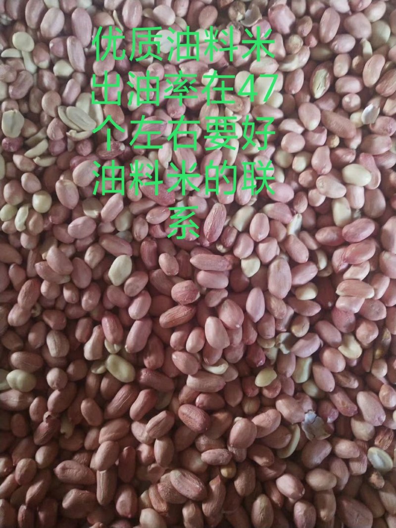优质花生米产地直销大量供应规格品种齐全大量油料米商品米