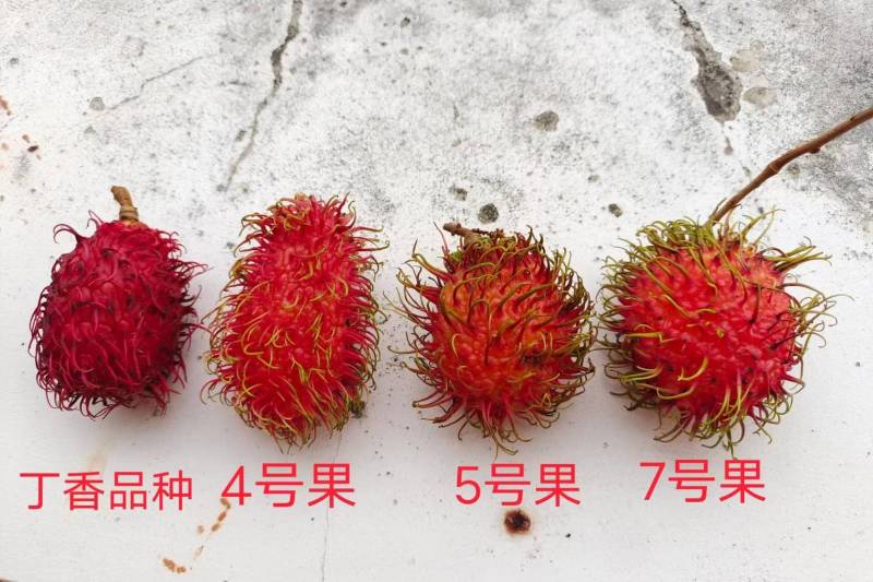 海南红毛丹顺丰空运包邮7号果保亭红毛丹电商微商一件代发