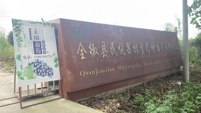 葡萄已经成熟欢迎采摘批发