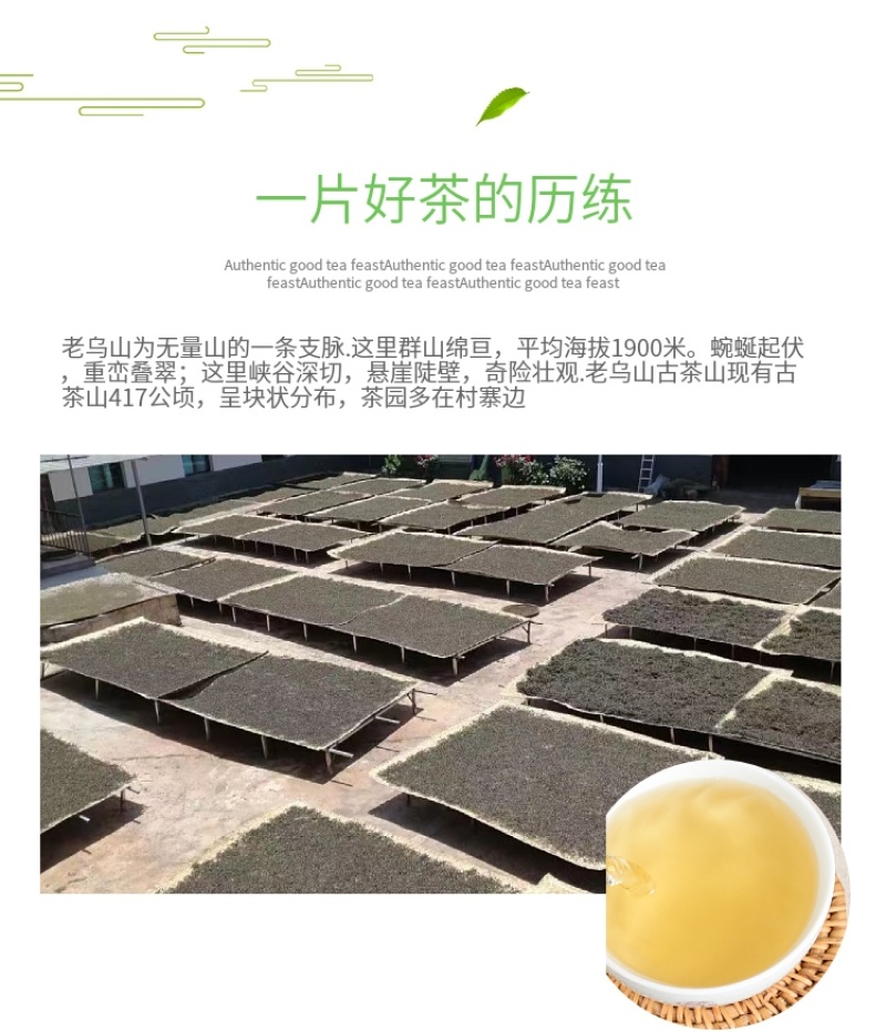 兴源版纳2021年老乌山古。头春普洱茶生茶散茶兰香迷人