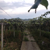 猕猴桃大量上市，需要的联系几百亩基地，阳光果，需要的找我