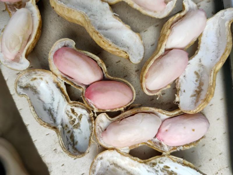 精品鲜花生，保质保量籽粒饱满，对接全国，电商市场超市档口