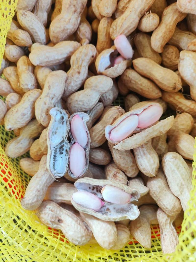 精品鲜花生，保质保量籽粒饱满，对接全国，电商市场超市档口