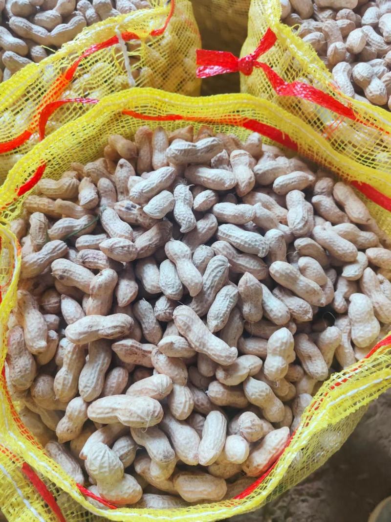 精品鲜花生，保质保量籽粒饱满，对接全国，电商市场超市档口
