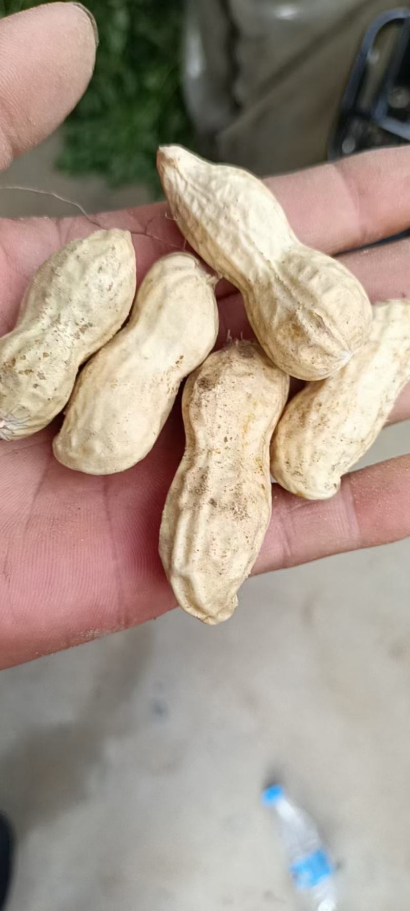 精品鲜花生，保质保量籽粒饱满，对接全国，电商市场超市档口