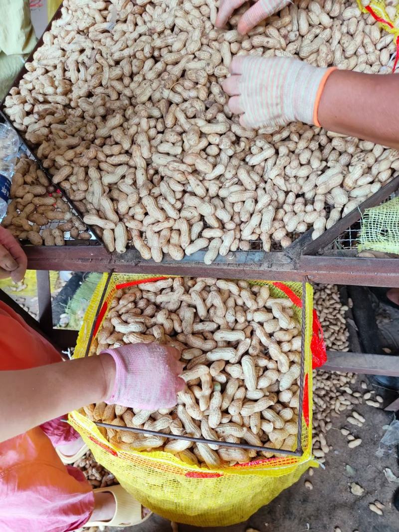 精品鲜花生，保质保量籽粒饱满，对接全国，电商市场超市档口