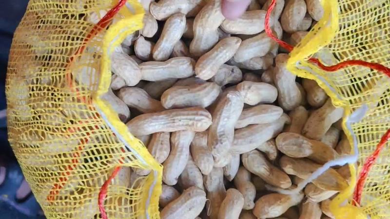 精品鲜花生，保质保量籽粒饱满，对接全国，电商市场超市档口