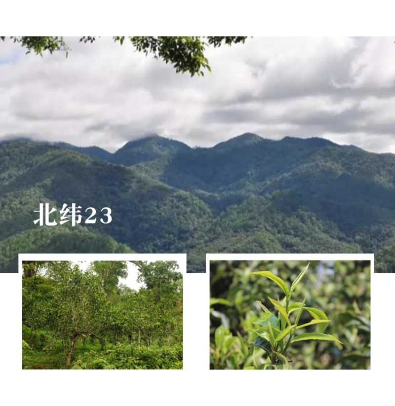 兴源茶厂6星布朗山孔雀青饼普洱茶生茶357g饼茶
