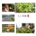 源头批发2018年正宗帕沙犀牛塘春茶普洱生茶357g饼