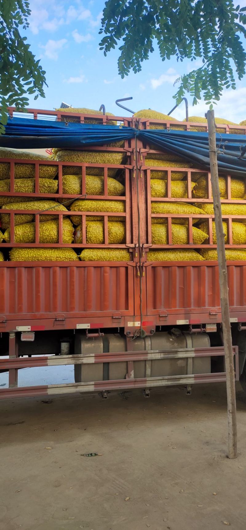 四粒红鲜花生籽粒饱满代发全国电商市场超市档口保质保量