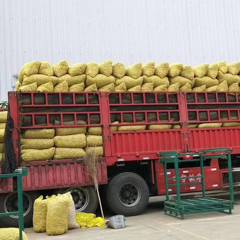 大量出售新鲜红花生三粒红！二粒红！