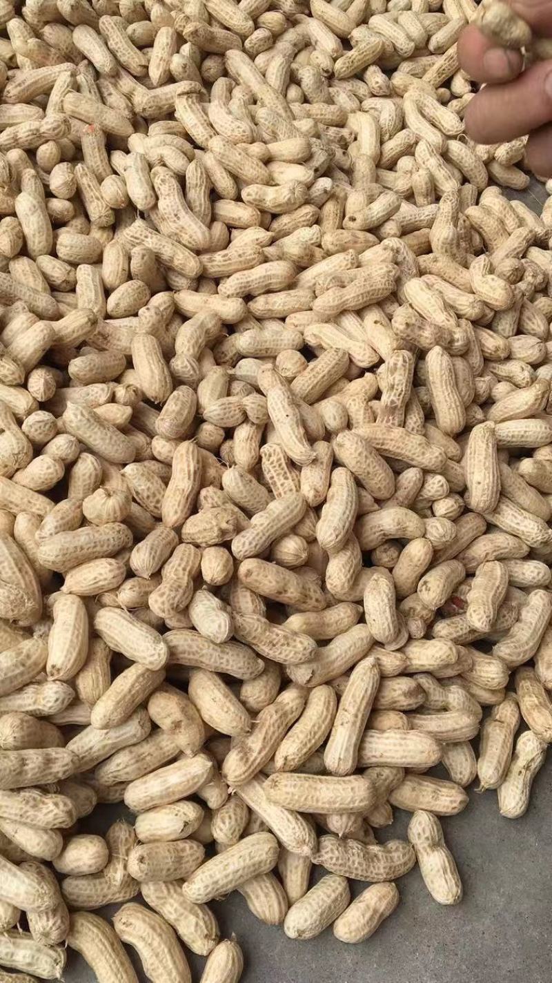 大量出售新鲜红花生三粒红！二粒红！