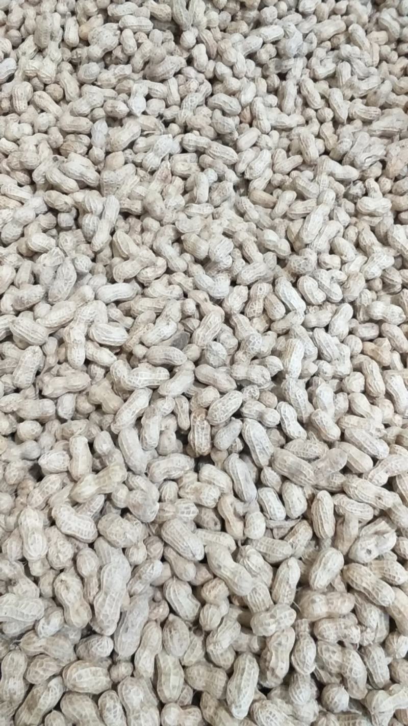 大量出售新鲜红花生三粒红！二粒红！