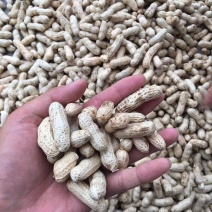 大量出售新鲜红花生三粒红！二粒红！