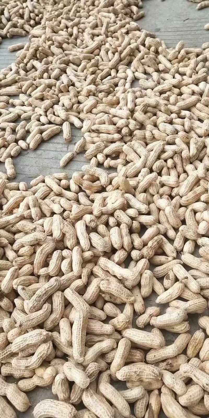 大量出售新鲜红花生三粒红！二粒红！