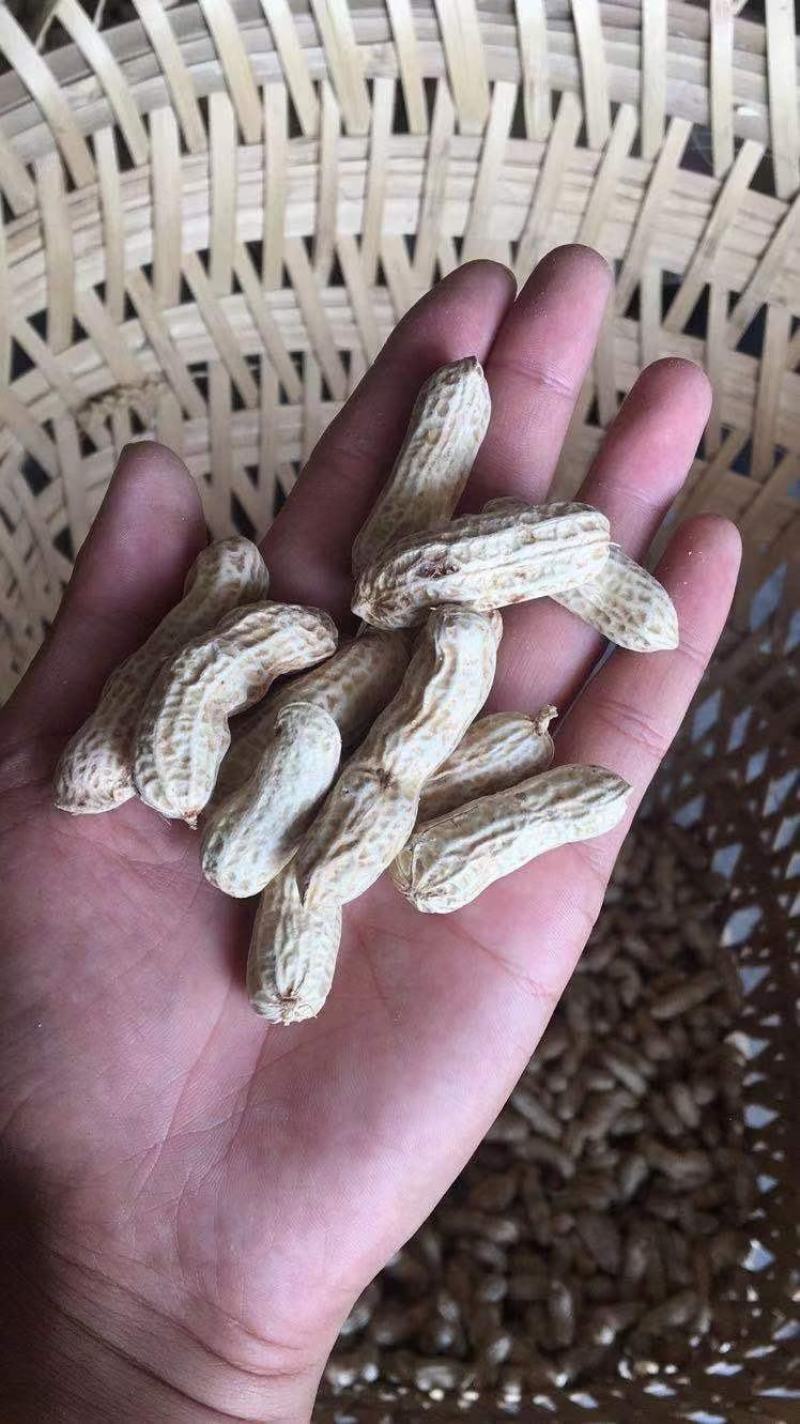 大量出售新鲜红花生三粒红！二粒红！