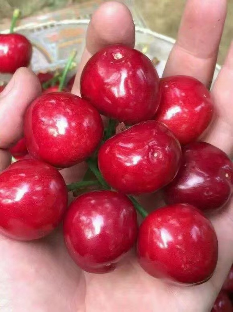 樱桃红灯大樱桃，规格品种齐全大量现货大量供应
