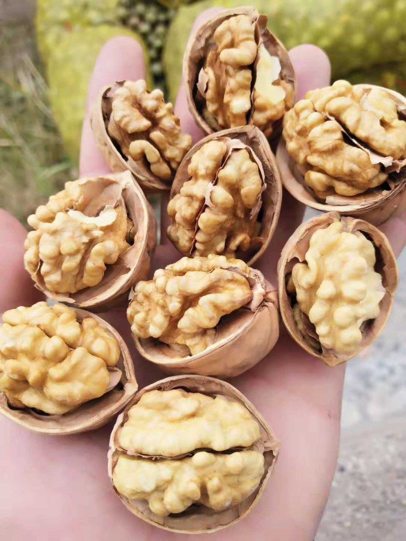优质薄皮纸皮干核桃，规格品种齐全大量现货大量供应