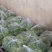 精品韭苔大量上市
