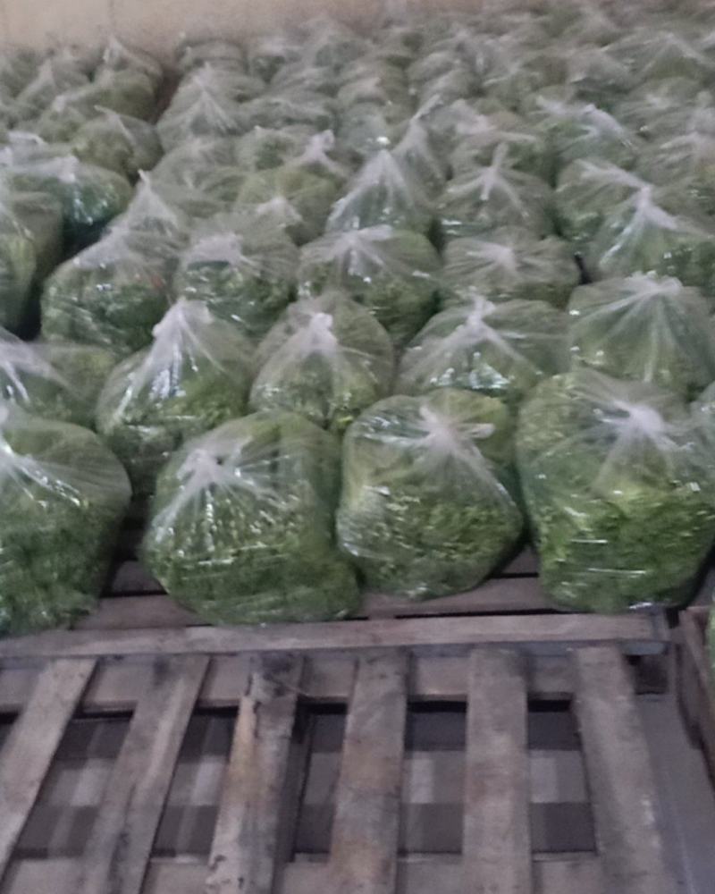 精品韭苔大量上市