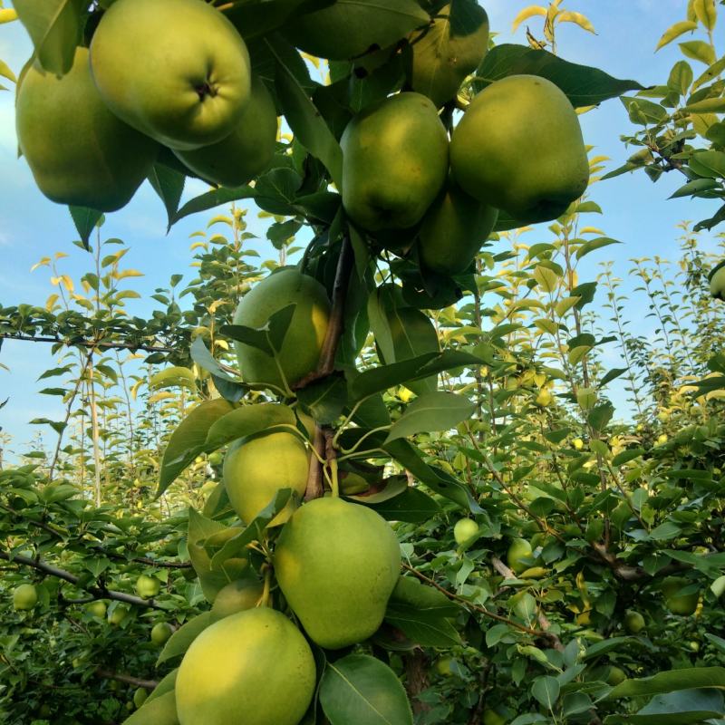 优质富硒早酥梨批发