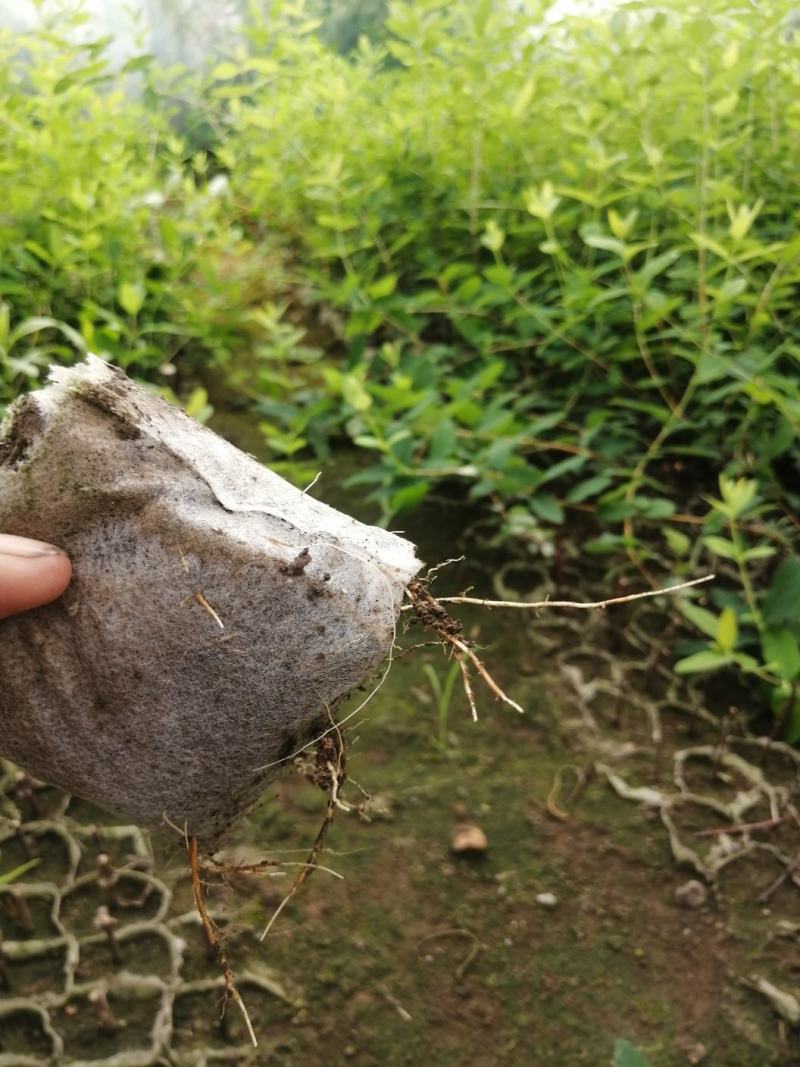 吉林精品蓝靛果杯苗基地直发品质保证一手货源