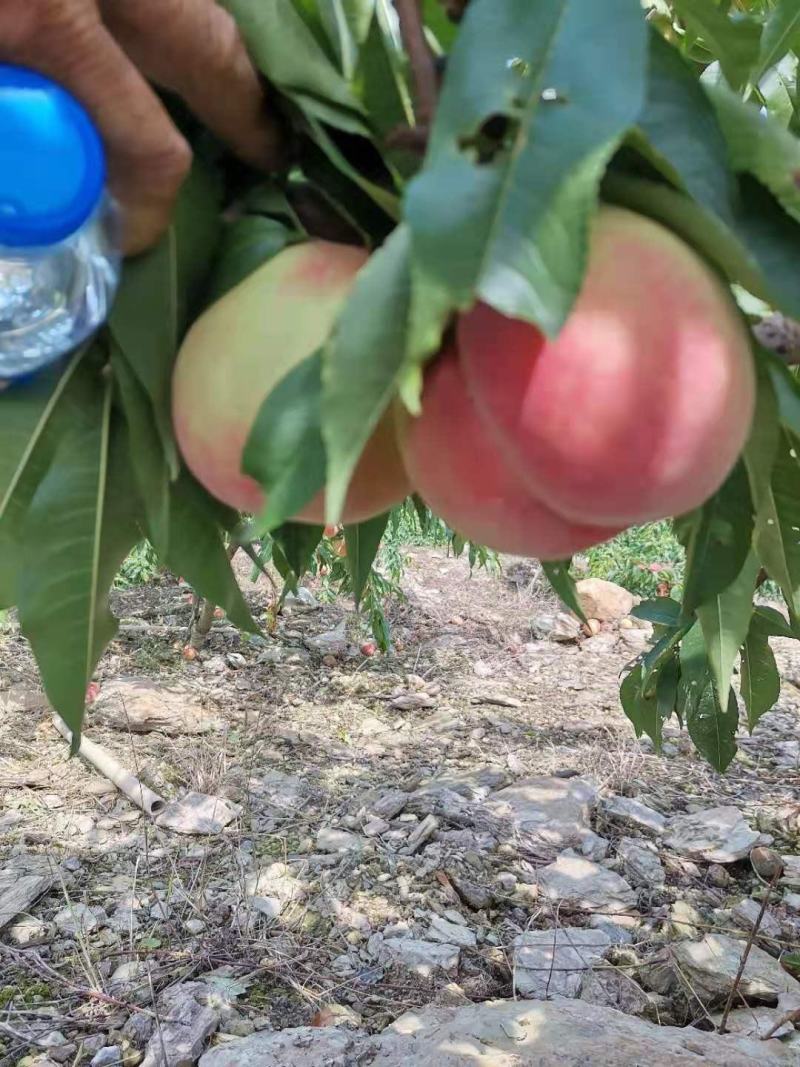 桃