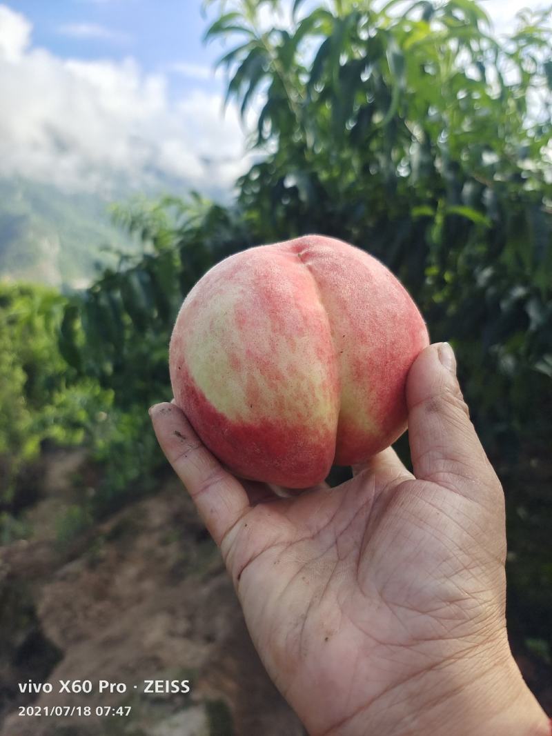 桃
