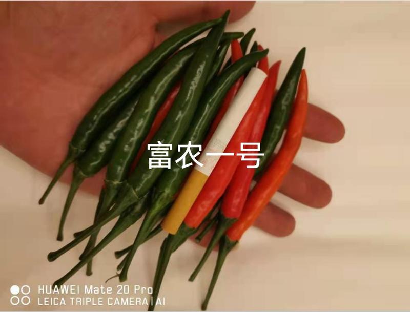 富农一号大果型朝天椒，青红两用，硬度好，长势旺盛，抗病强