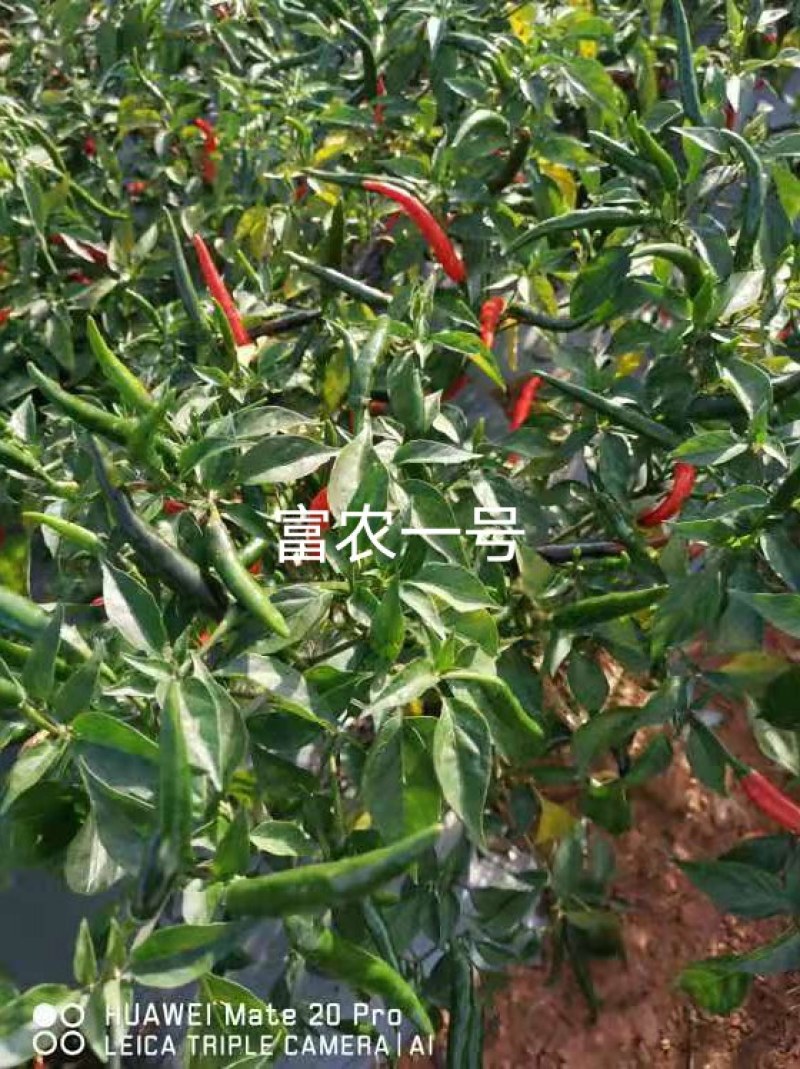 富农一号大果型朝天椒，青红两用，硬度好，长势旺盛，抗病