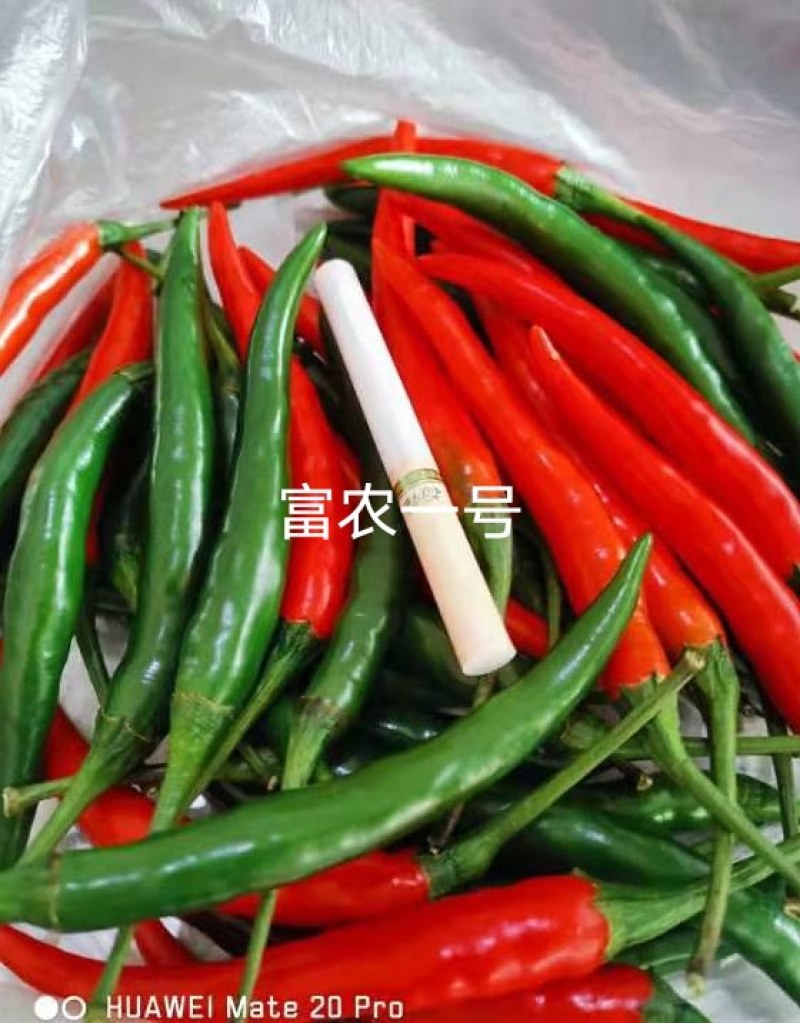 富农一号大果型朝天椒，青红两用，硬度好，长势旺盛，抗病