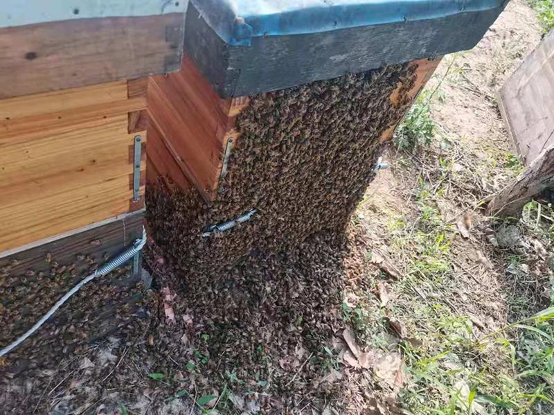 黑枸杞蜜，宁夏青海柴达木盆地枸杞蜂蜜蜂场一手货源品质保证