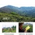 精品好茶2020年勐宋小树春茶普洱茶生茶357g饼茶