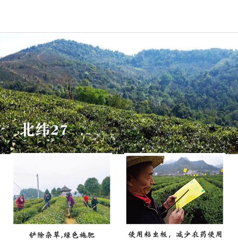精品好茶2020年勐宋小树春茶普洱茶生茶357g饼茶