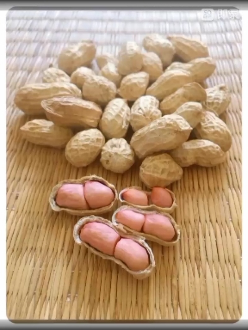 优质的带壳花生，粒粒饱满，产地大量批发供应