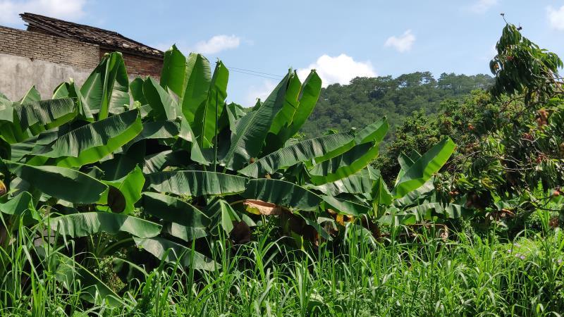 芭蕉叶质量保证常年有货当天砍当天发货