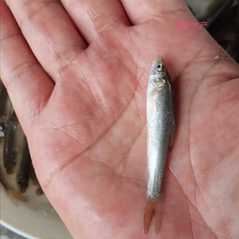 银鳕鱼苗，大鳞鲃银鳕鱼苗，技术支持！全国发货！