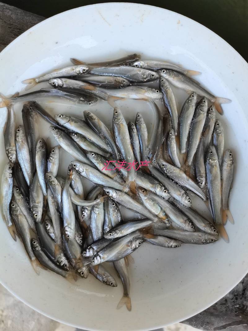 银鳕鱼苗，大鳞鲃银鳕鱼苗，技术支持！全国发货！
