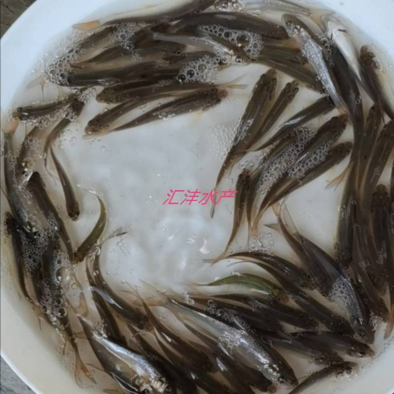 银鳕鱼苗，大鳞鲃银鳕鱼苗，技术支持！全国发货！